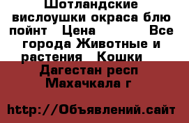 Шотландские вислоушки окраса блю пойнт › Цена ­ 4 000 - Все города Животные и растения » Кошки   . Дагестан респ.,Махачкала г.